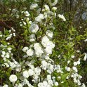 Spiraea prunifolia P7 P27 P28
